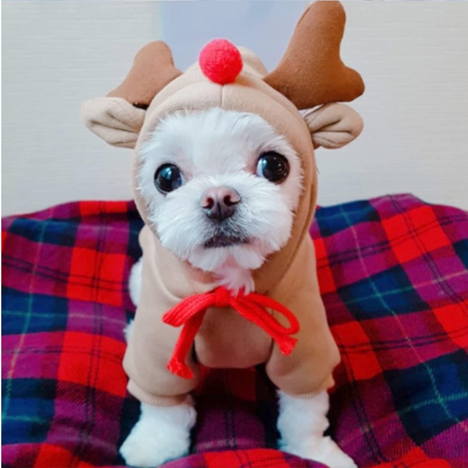 Stay cozy and stylish this winter with our adorable Elk Fruit Hoodie for your furry friends! Perfect for small dogs and cats! 🐾❄️ #PetFashion #DogHoodie #WinterWear