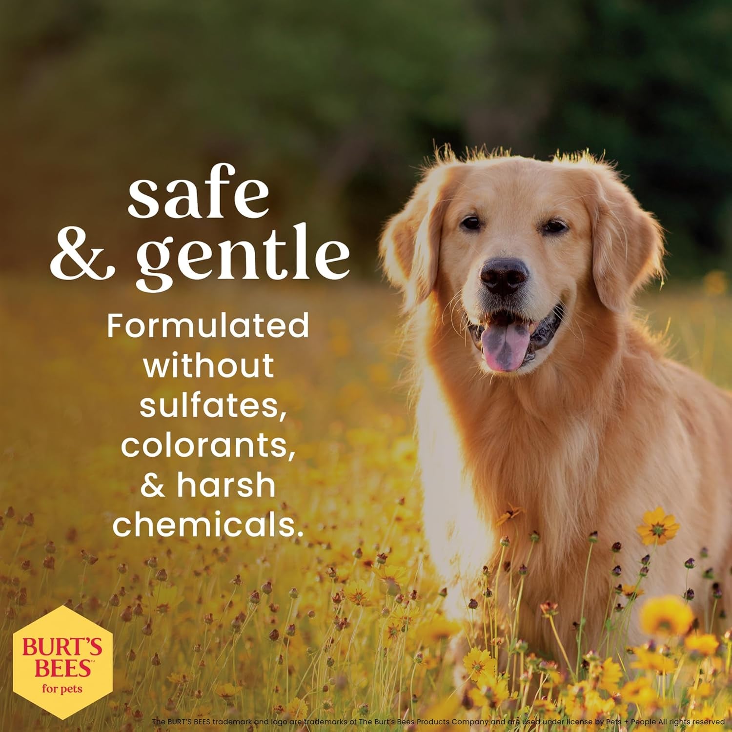 Say goodbye to bath time struggles! 🐶✨ Try Burt's Bees Waterless Dog Shampoo with Apple & Honey – 99.1% natural goodness for a clean, fresh pup in a spray! 🌿🍏 #DogGrooming #Burt'sBees #PetCare